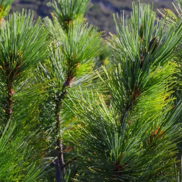 Close up of pine tree.