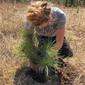 Planting Tree