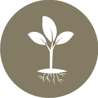 Plant a tree icon