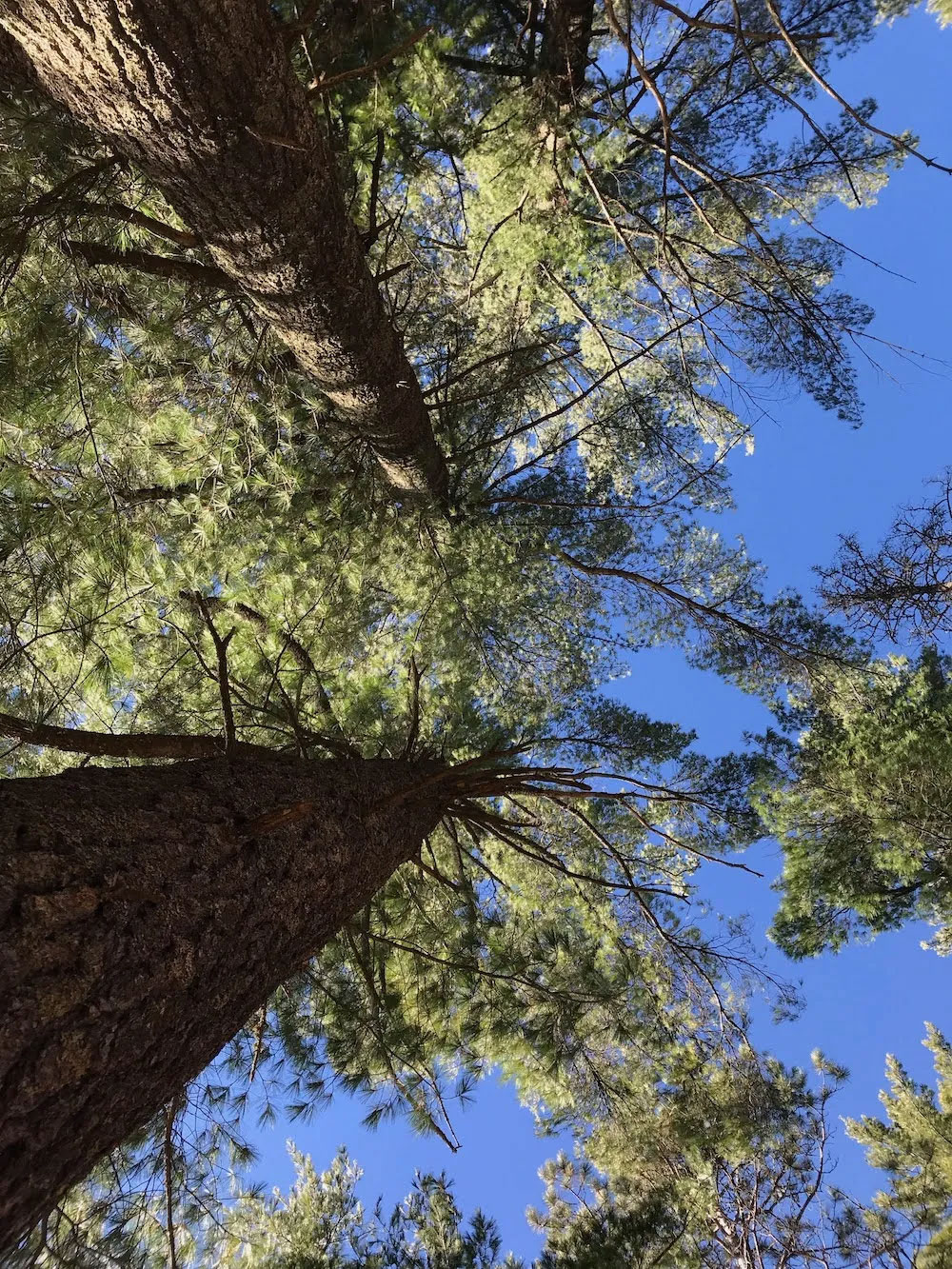 Even mature trees like these majestic white pines are susceptible to climate change.