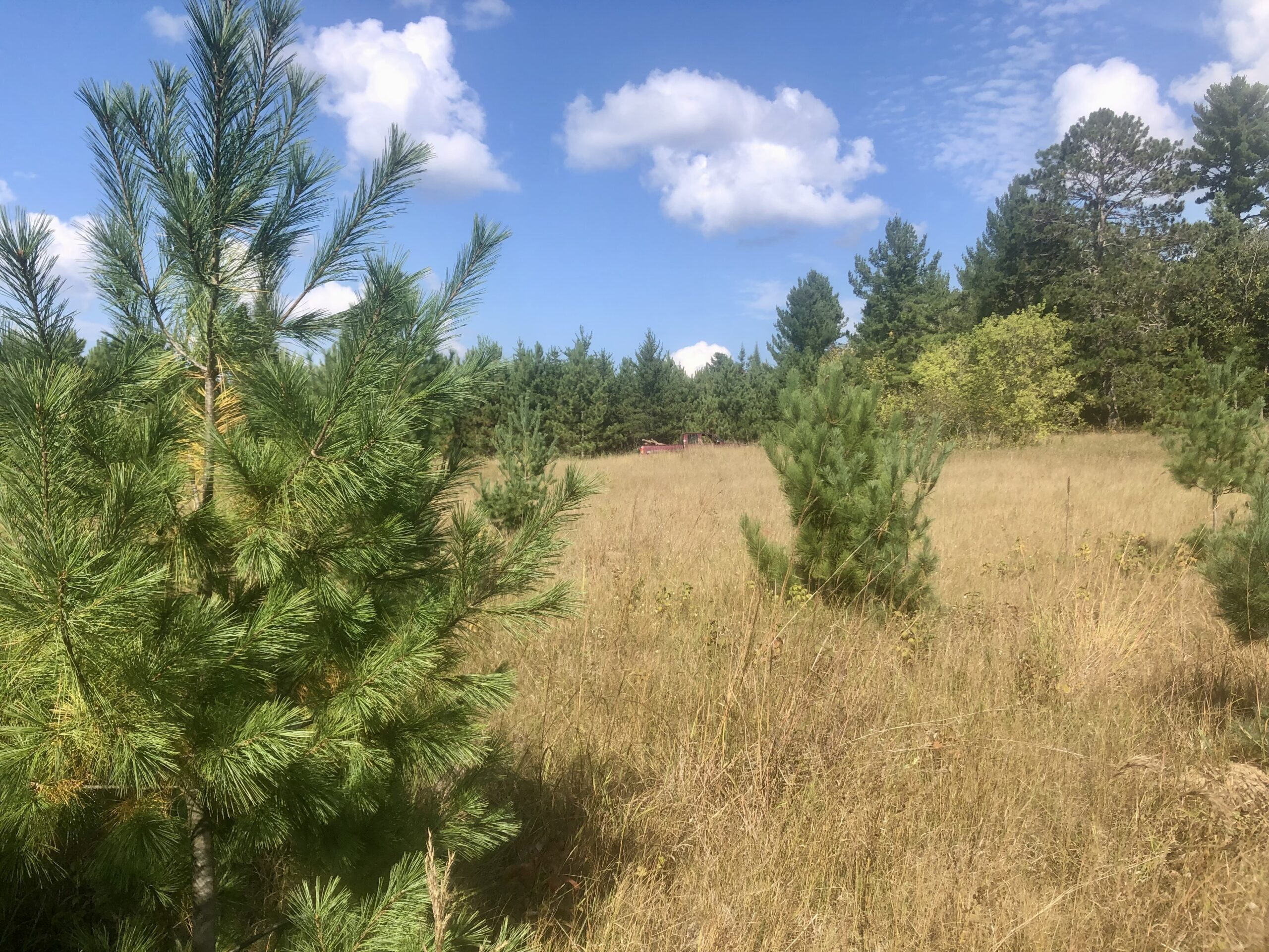 View from a 16 ⅜ ” Red Pine in Eagle Highlands.