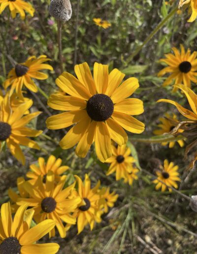 black-eyed Susan