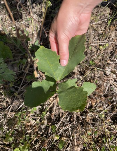 natural Bur Oak regeneration