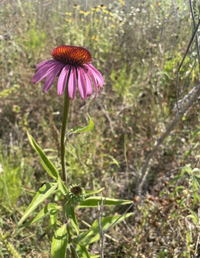 purple coneflower