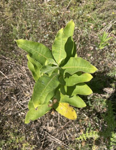 milkweed for monarchs