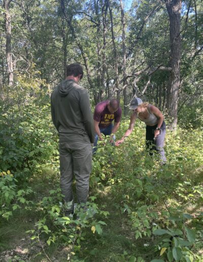 picking raspberries