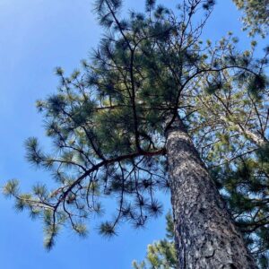 15 ½” Red Pine Canopy