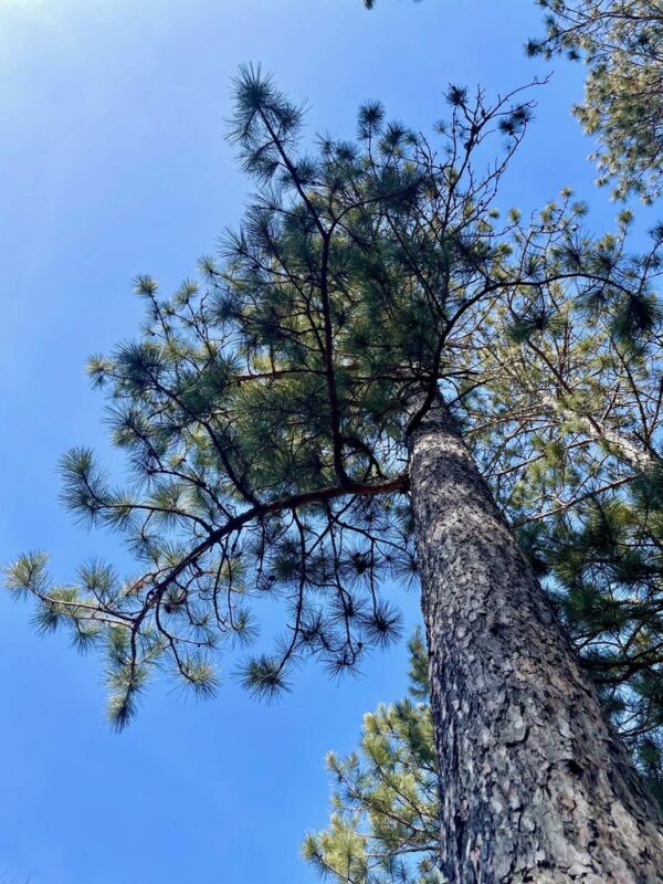 15 ½” Red Pine Canopy