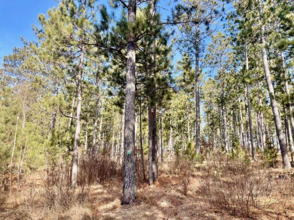 View of a 15 ½” Red Pine in Peaceful Pines.