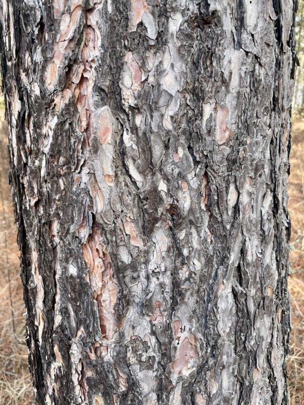 15 ½” Red Pine Trunk