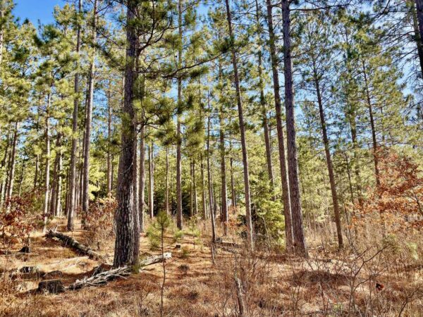 View from a 15 ½” Red Pine in Peaceful Pines.