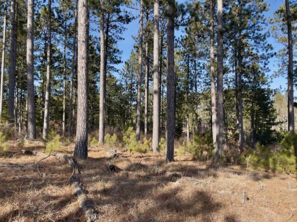 View from a 14 ⅜” Red Pine in Whisper Ridge.