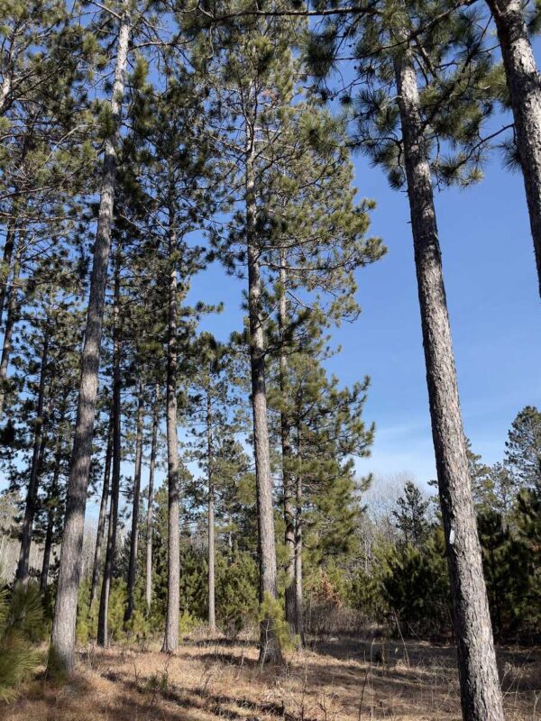 View of a 14 ⅜” Red Pine in Whisper Ridge.