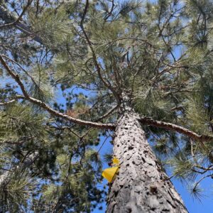 7 ¼” Red Pine Canopy