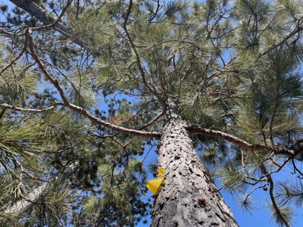 7 ¼” Red Pine Canopy