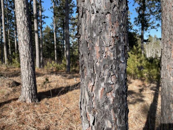 7 ¼” Red Pine Trunk