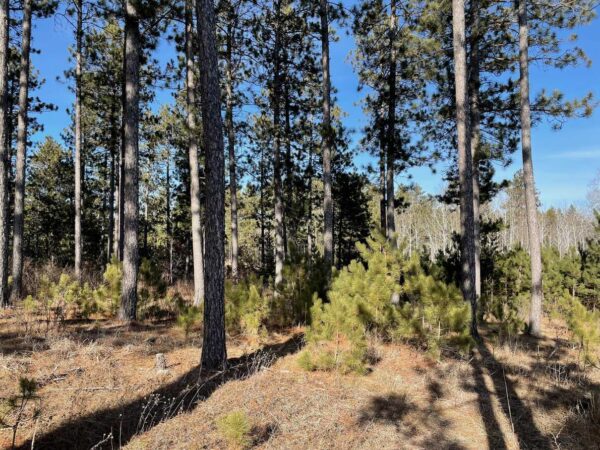 View from a 7 ¼” Red Pine in Whisper Ridge.