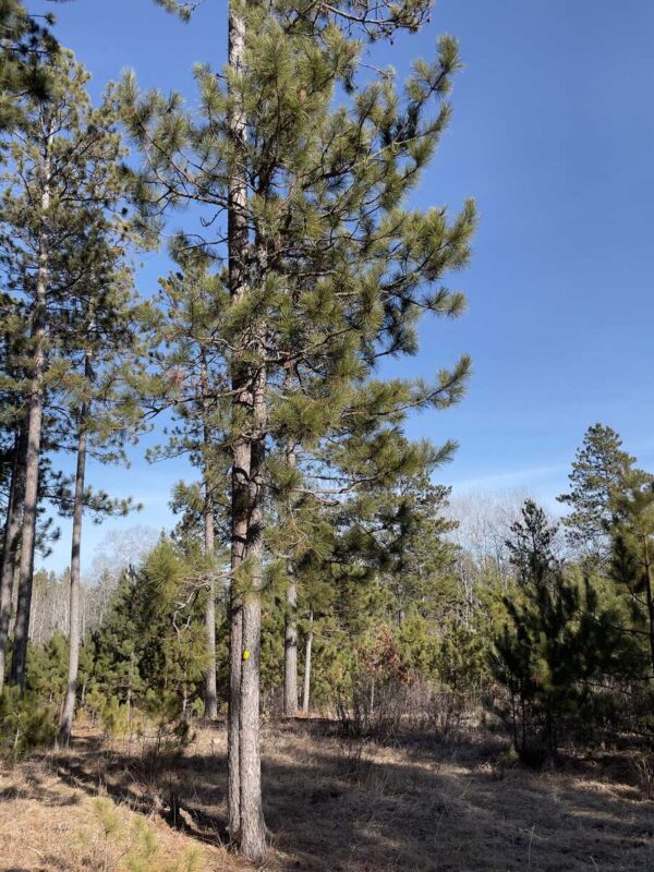 View of a 7 ¼” Red Pine in Whisper Ridge.