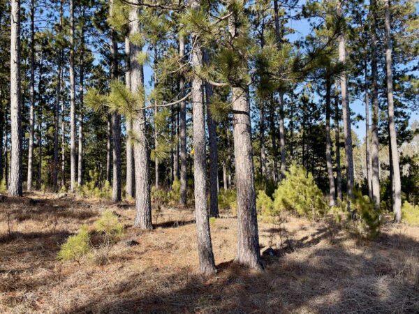 View of a 7 ¼” Red Pine in Whisper Ridge.