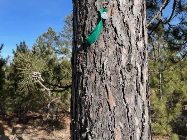 17 ¼” Red Pine Trunk