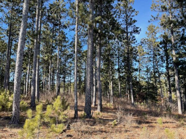 View from a 17 ¼” Red Pine in Whisper Ridge