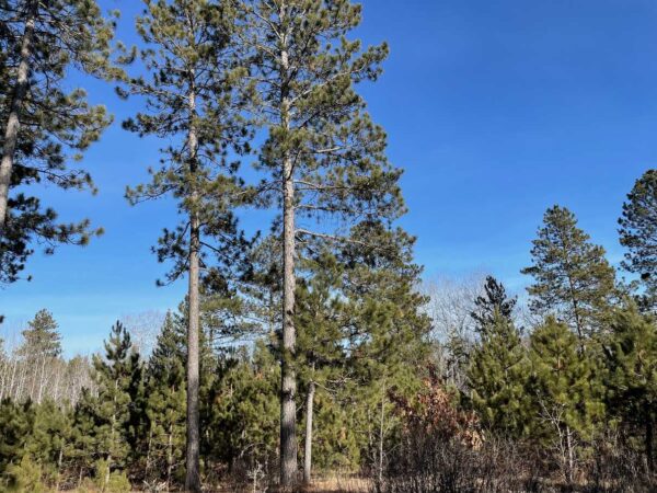 View of a 17 ¼” Red Pine in Whisper Ridge