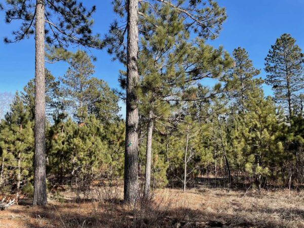 View of a 17 ¼” Red Pine in Whisper Ridge