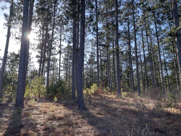 View from a 16 ⅜” Red Pine in Whisper Ridge.