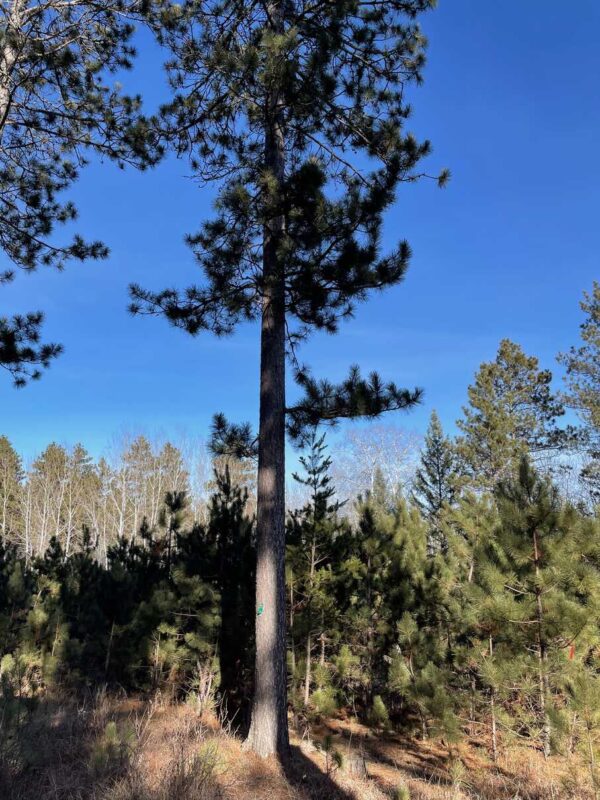 View of a 16 ⅜” Red Pine in Whisper Ridge.