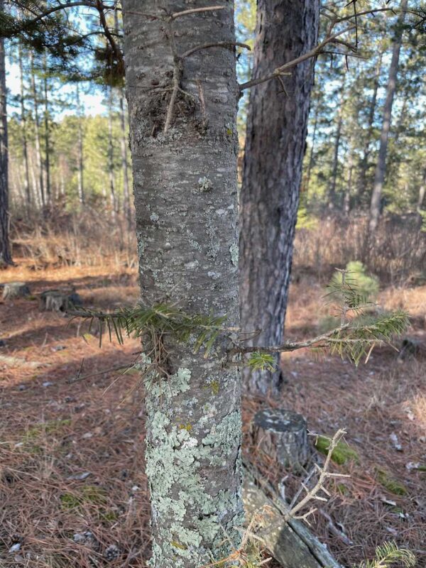 Whisper Ridge Balsam Fir Trunk