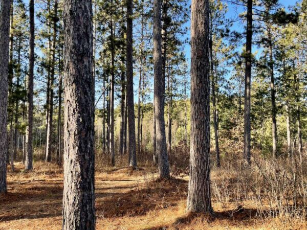 View from a Whisper Ridge Balsam Fir.