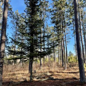 View of a Whisper Ridge Balsam Fir.