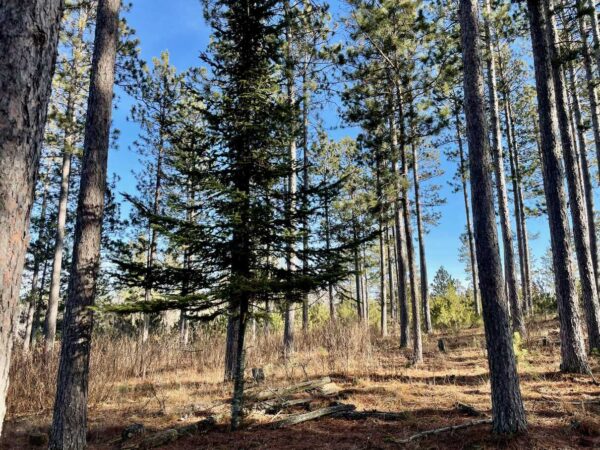 View of a Whisper Ridge Balsam Fir.