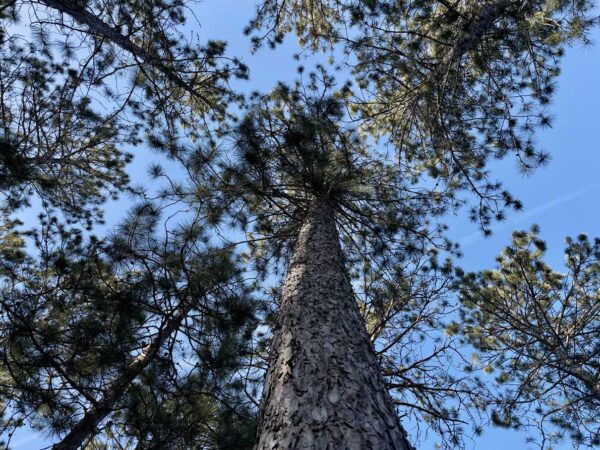 15" Red Pine Canopy