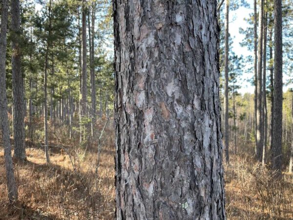 15" Red Pine Trunk