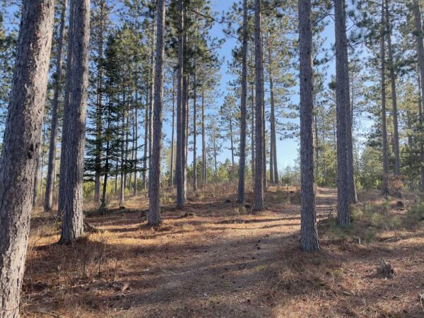 View from a 15" Red Pine in Peaceful Pines.