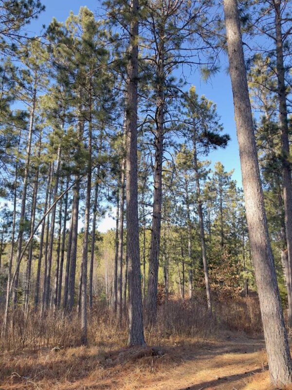 View of a 15" Red Pine in Peaceful Pines.