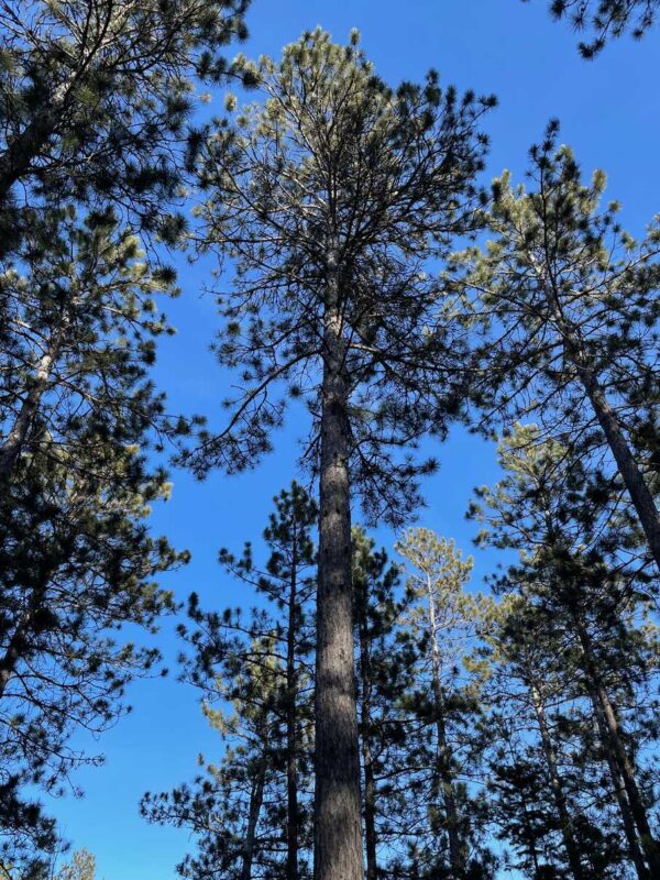 View of a 18 ⅞” Red Pine in Whisper Ridge.