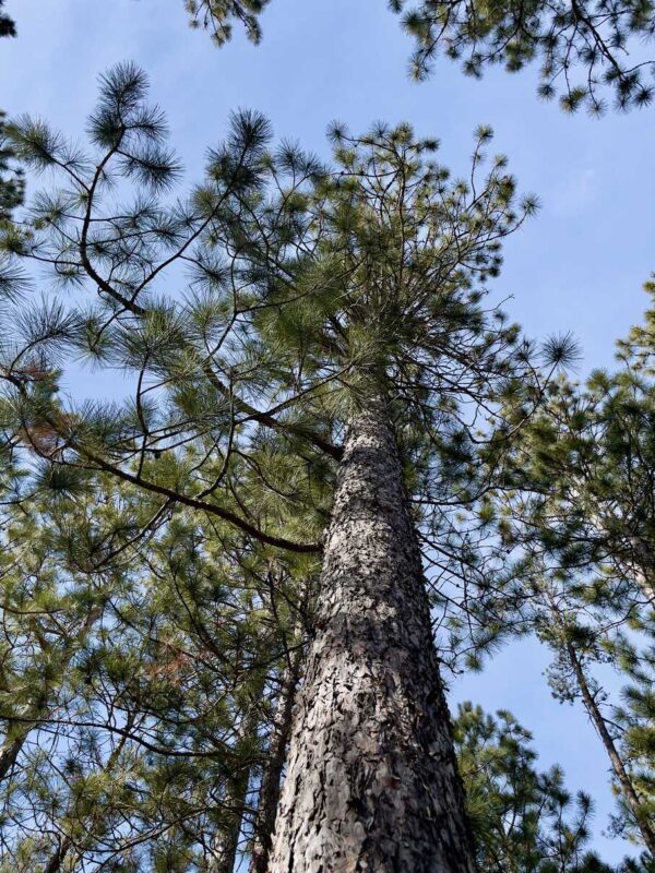 13 ½” Red Pine Canopy