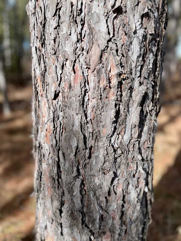 13 ½” Red Pine Trunk