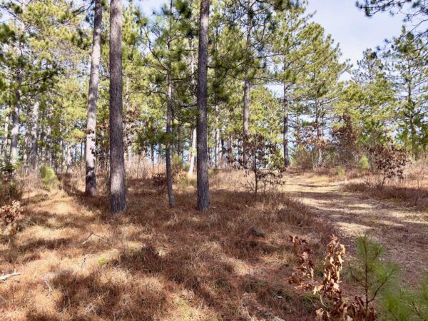 View from a 13 ½” Red Pine in Peaceful Pines.