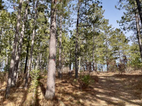 View of a 13 ½” Red Pine in Peaceful Pines.