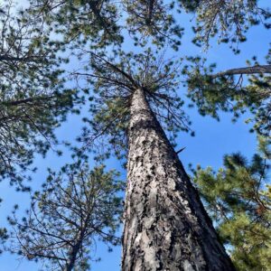 16” Red Pine Canopy