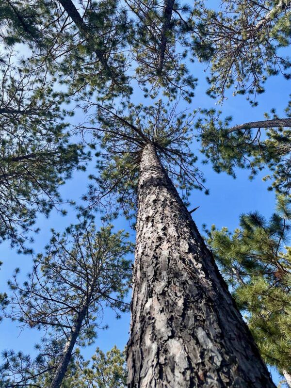 16” Red Pine Canopy