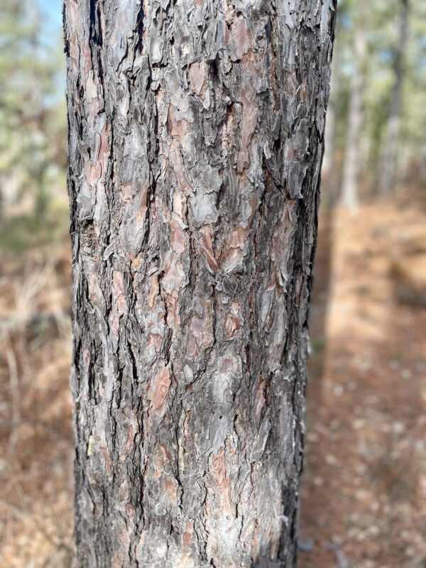 16” Red Pine Trunk