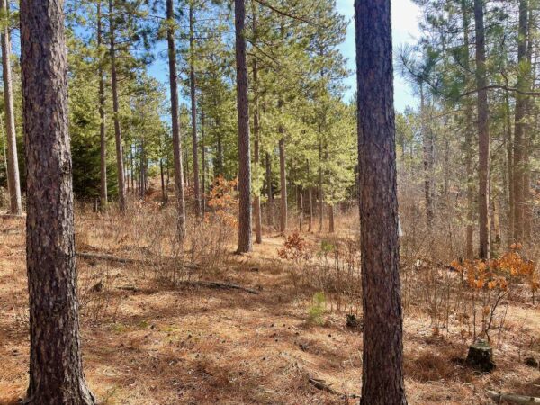 View from a 16” Red Pine in Peaceful Pines.