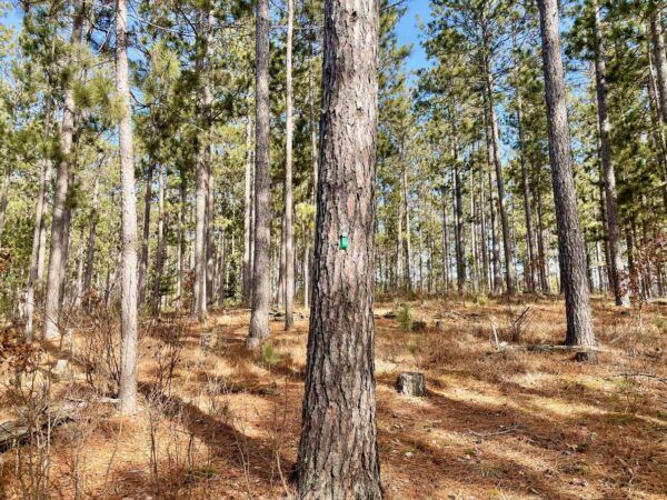 View of a 16” Red Pine in Peaceful Pines.