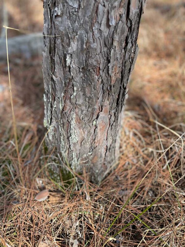 6 ½” Red Pine Base