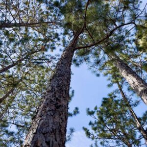 6 ½” Red Pine Canopy