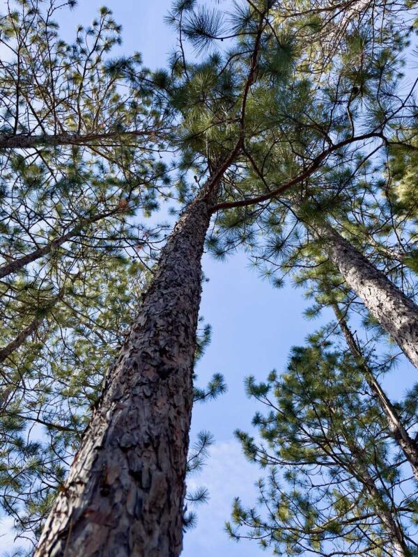 6 ½” Red Pine Canopy